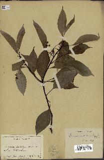 spécimen de Cinnamomum camphora