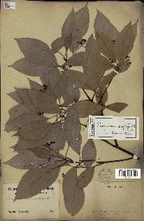 spécimen de Cinnamomum camphora