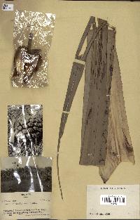 spécimen de Pandanus tectorius