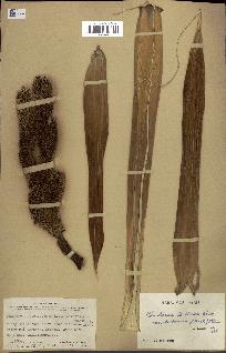 spécimen de Pandanus tectorius