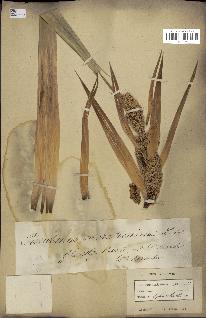spécimen de Pandanus tectorius