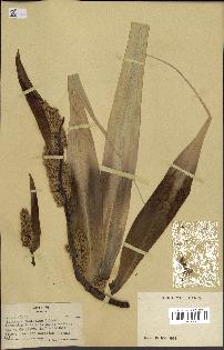 spécimen de Pandanus tectorius