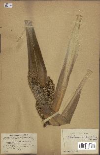spécimen de Pandanus tectorius