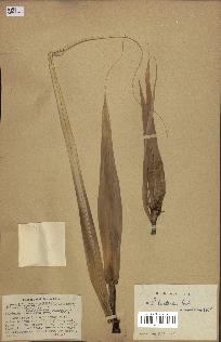 spécimen de Pandanus tectorius