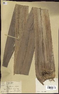spécimen de Pandanus tectorius