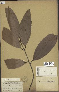 spécimen de Cinnamomum sp.
