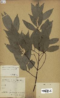 spécimen de Cinnamomum burmannii