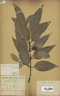 spécimen de Cinnamomum burmannii