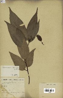spécimen de Cinnamomum burmannii