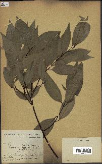 spécimen de Cinnamomum burmannii