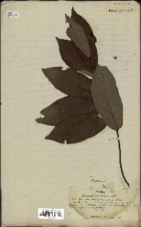 spécimen de Desmos chinensis