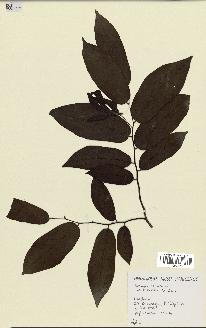 spécimen de Desmos chinensis