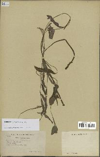 spécimen de Potamogeton gramineus