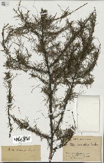 spécimen de Larix sibirica