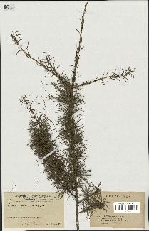 spécimen de Larix sibirica