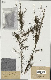 spécimen de Larix sibirica