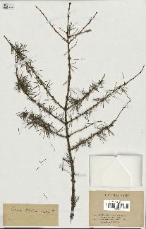 spécimen de Larix sibirica