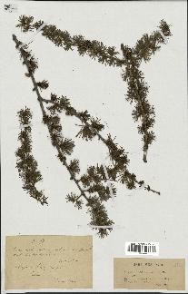 spécimen de Larix sp.