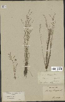 spécimen de Juncus tenageia