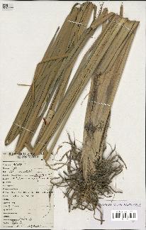spécimen de Typha sp.