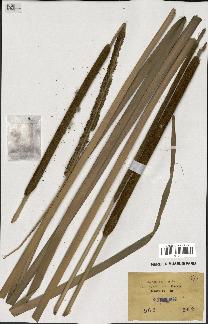 spécimen de Typha australis