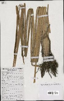 spécimen de Typha australis