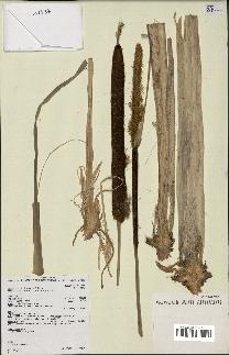 spécimen de Typha capensis