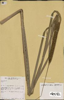 spécimen de Typha sp.