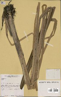 spécimen de Typha sp.
