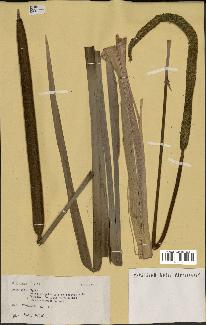 spécimen de Typha sp.