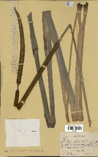 spécimen de Typha sp.
