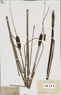 spécimen de Typha stenophylla