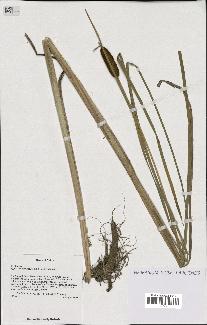 spécimen de Typha davidiana