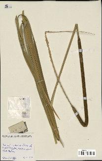 spécimen de Typha sp.