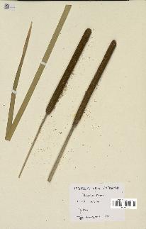 spécimen de Typha domingensis