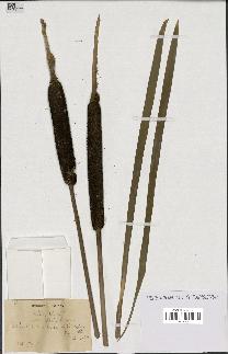 spécimen de Typha latifolia