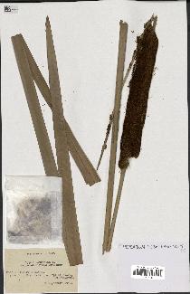 spécimen de Typha latifolia