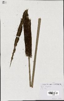spécimen de Typha latifolia