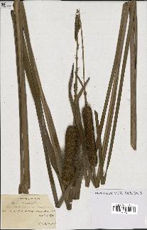 spécimen de Typha angustifolia