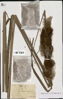 spécimen de Typha angustifolia