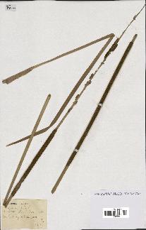 spécimen de Typha angustifolia