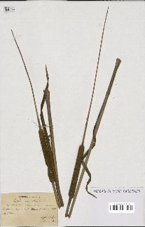 spécimen de Typha angustifolia