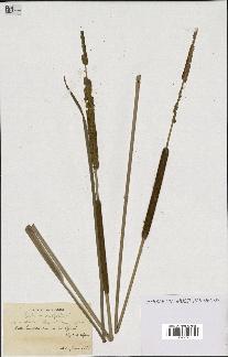 spécimen de Typha angustifolia