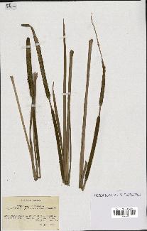 spécimen de Typha angustifolia
