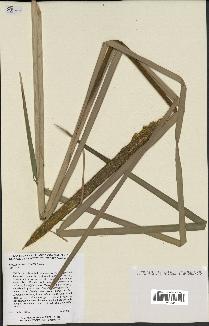 spécimen de Typha domingensis