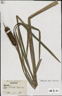 spécimen de Typha latifolia