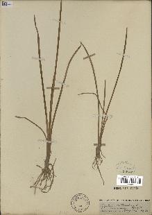spécimen de Typha latifolia