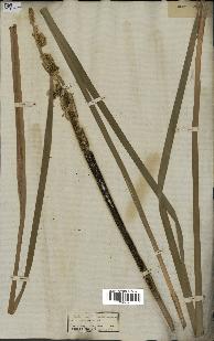 spécimen de Typha latifolia