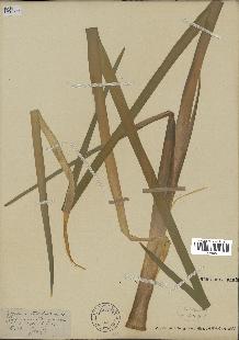 spécimen de Typha latifolia