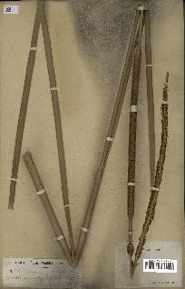 spécimen de Typha sp.